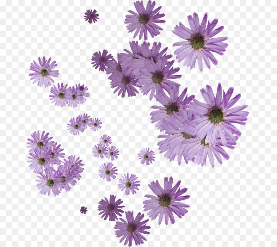 Flores Moradas，Florecer PNG