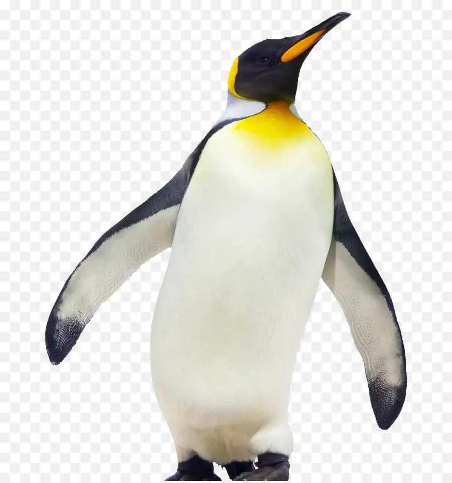 Pingüino，Aves PNG