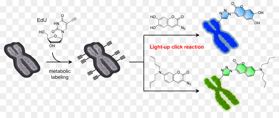 Universidad De Miyazaki，La Química PNG