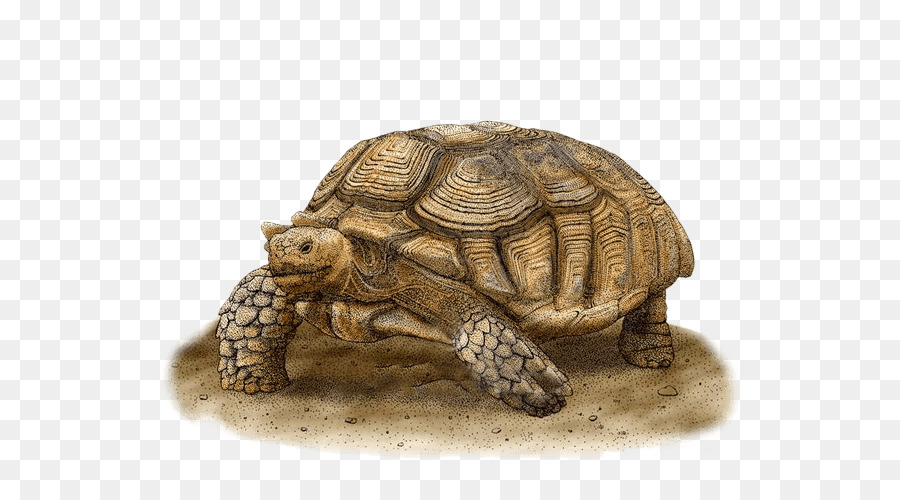 Las Tortugas De Caja，Tortuga PNG