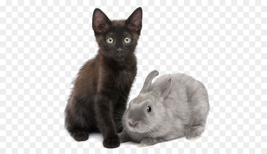 Gatito Y Conejo，Lindo PNG