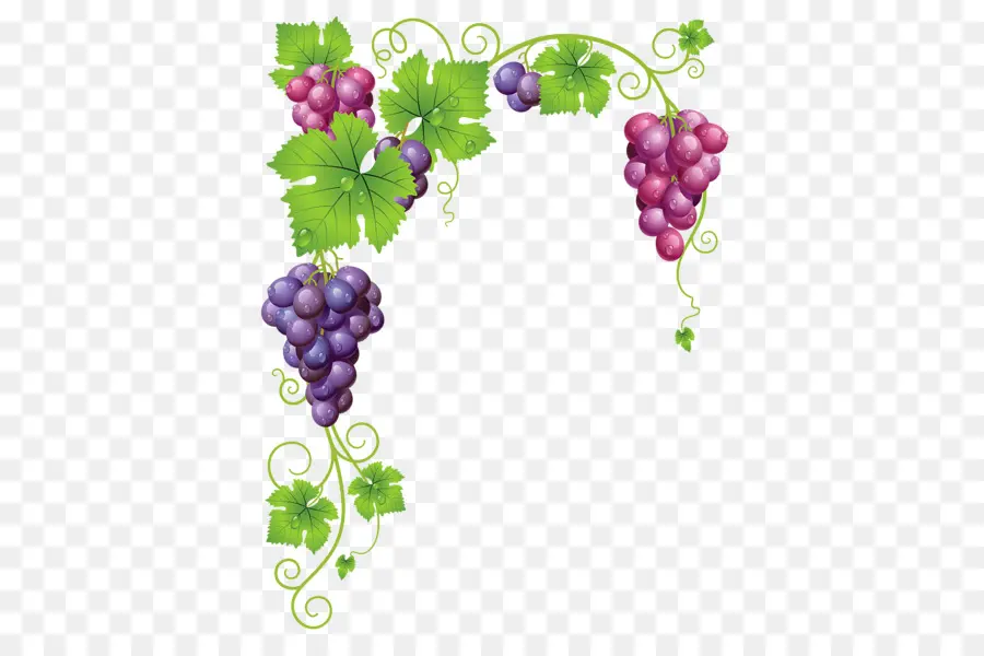 Vine De Uva Común，Vino PNG