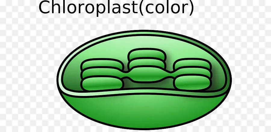 Cloroplasto，Celular PNG