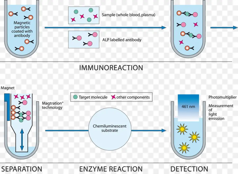 Diagrama De Inmunoensayo，Inmunorreacción PNG