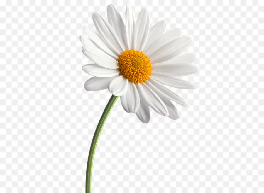 Común Daisy，Flor PNG