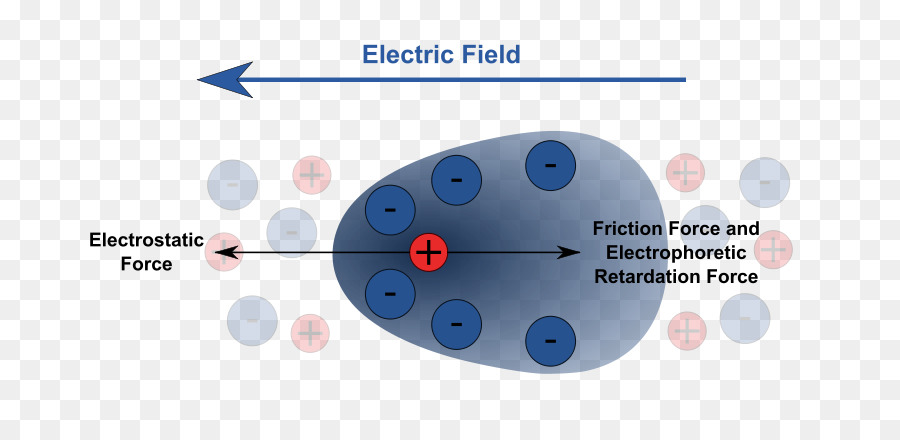 Electroforesis，Electroforesis En Gel PNG