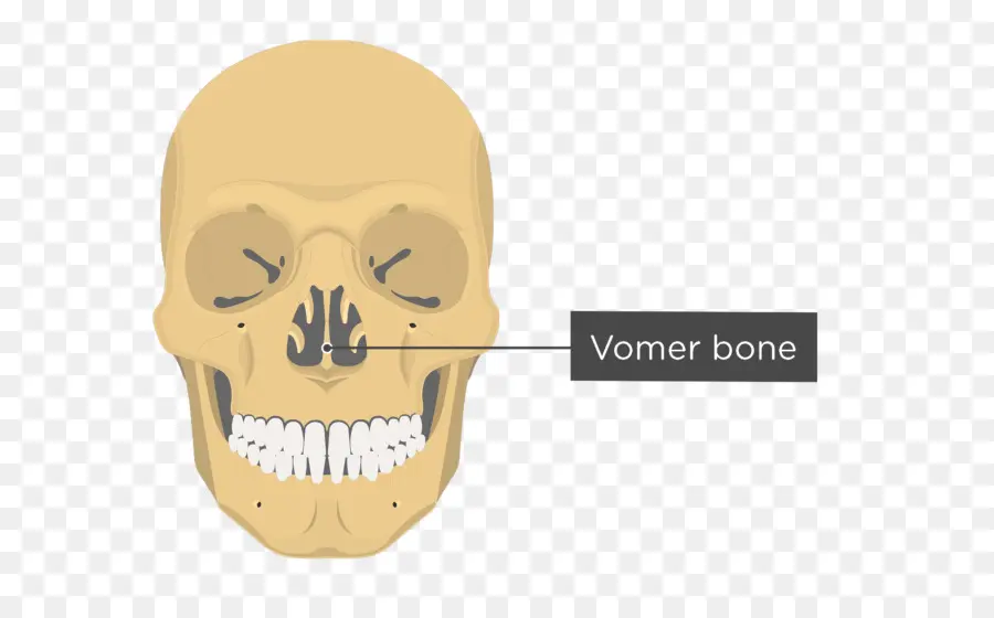 Vómero，Hueso Lagrimal PNG