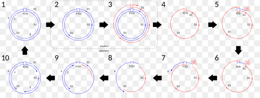 Circulo，Punto PNG