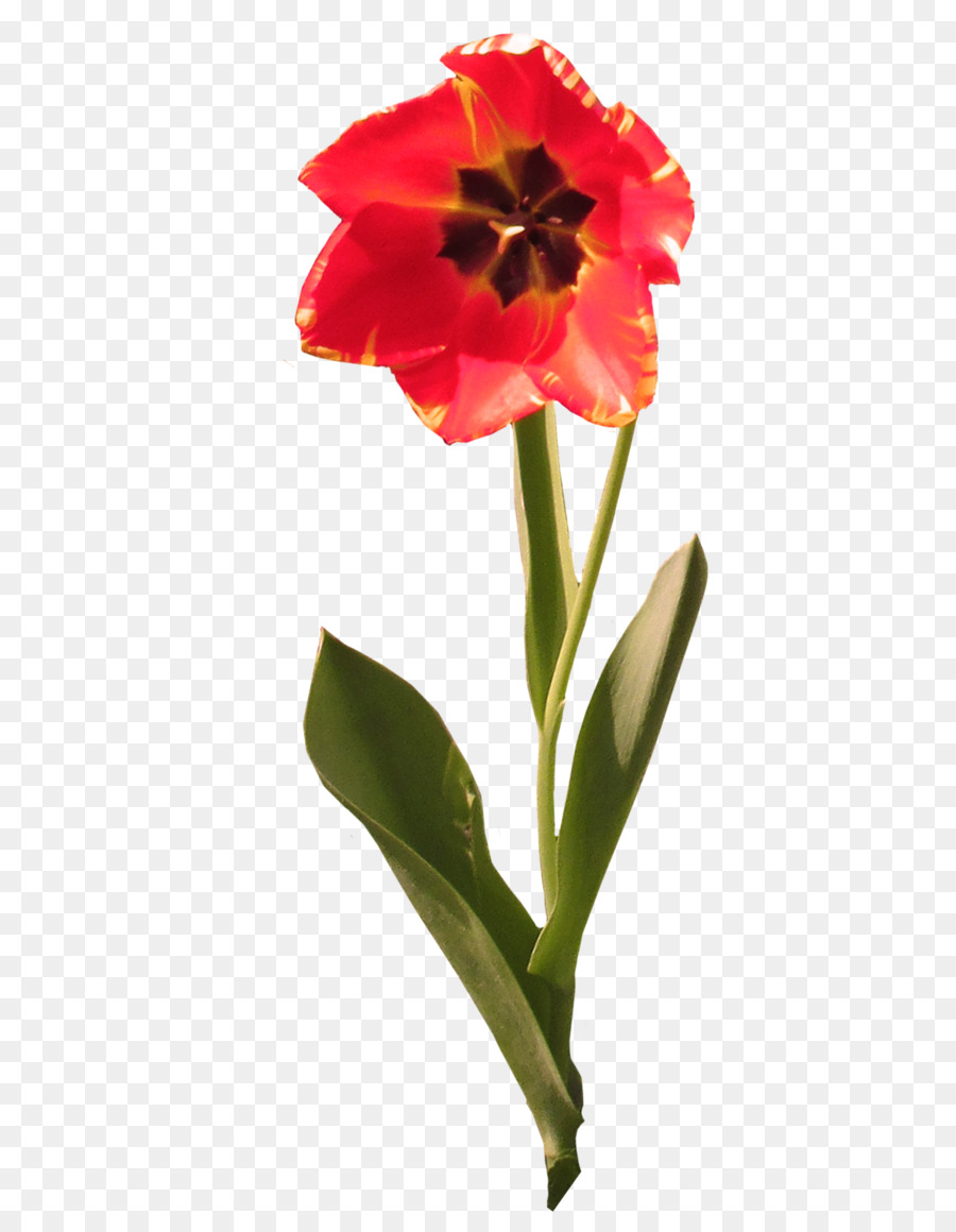 Jersey Lily，Las Flores Cortadas PNG