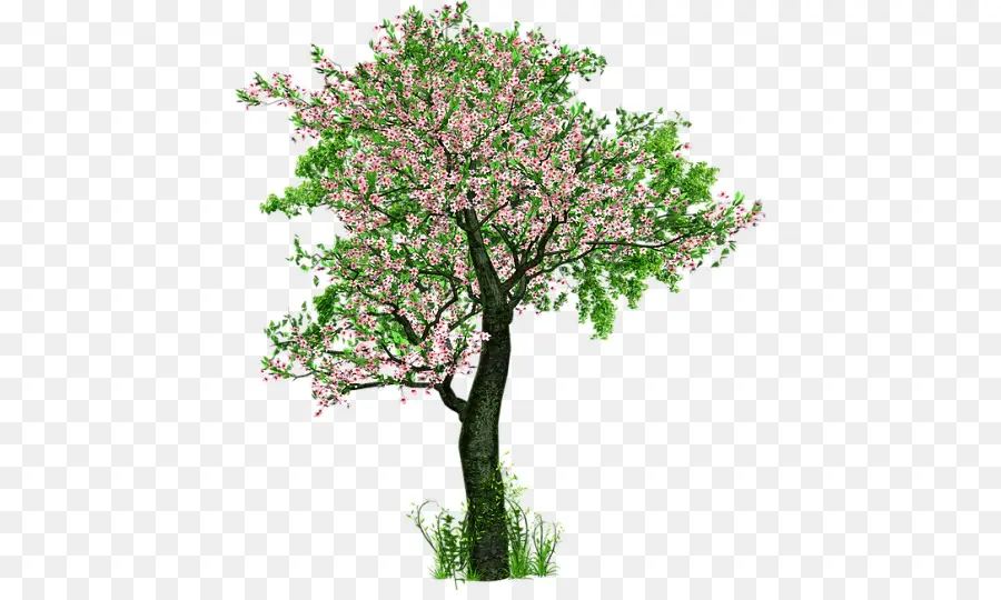 Árbol De Cerezo En Flor，Florecer PNG