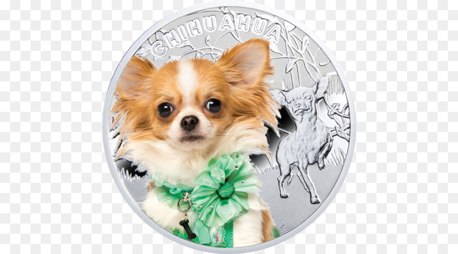 Chihuahua，Mascota PNG