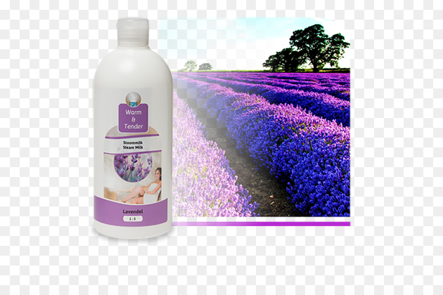 Lavanda Inglesa，Olor PNG