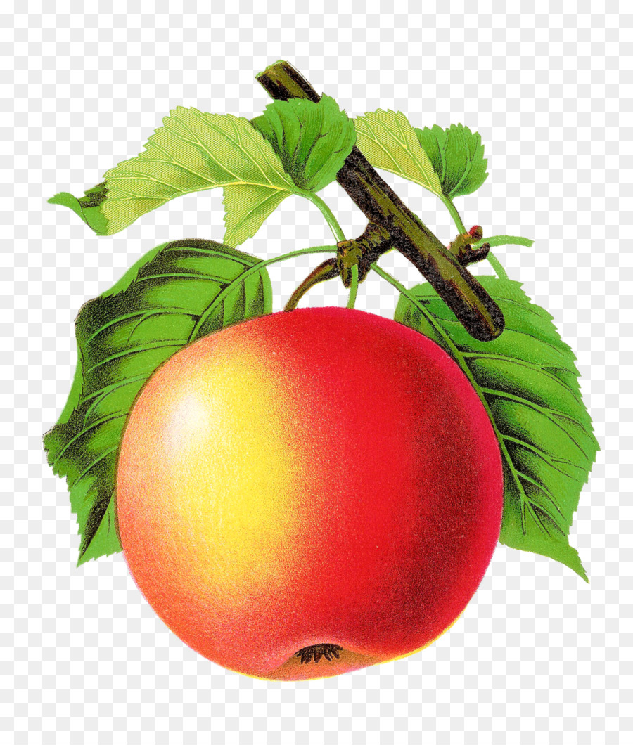 Tomate，Apple PNG