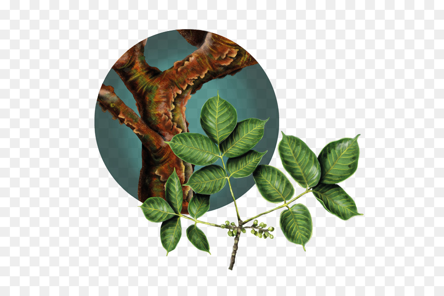 Tropicales Y Subtropicales Secos Bosques De Hoja Ancha，Ecosistema PNG