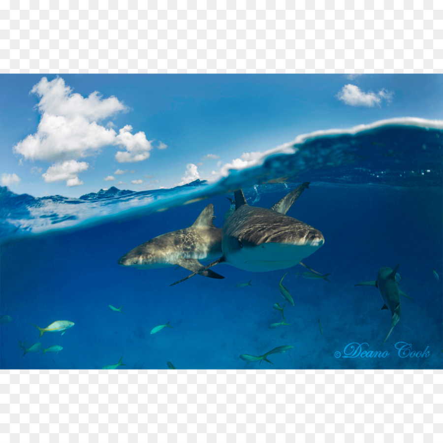 Tiburón，Requiem Tiburones PNG