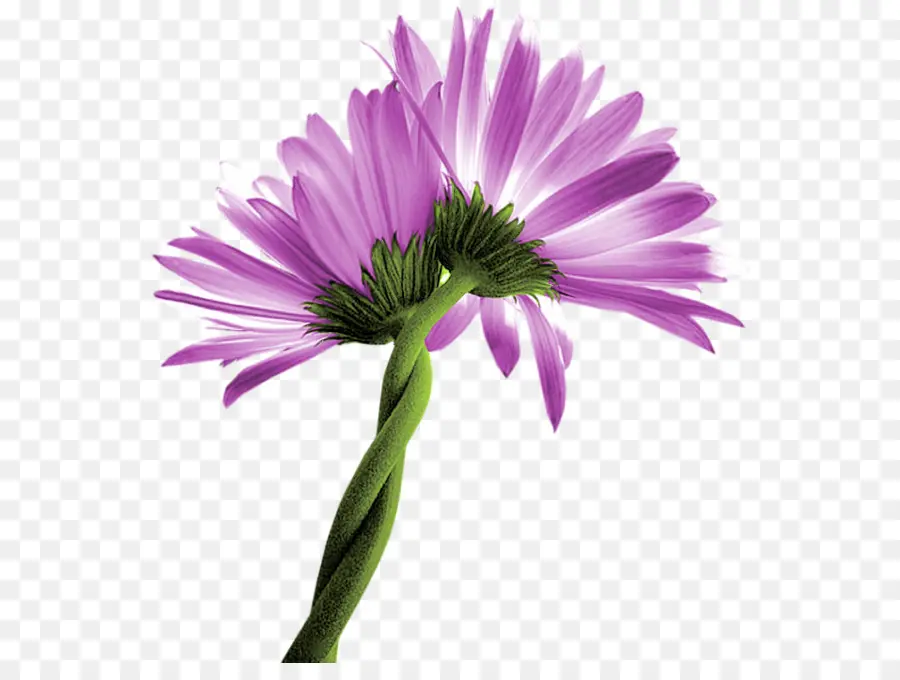 Común Daisy，Aster PNG