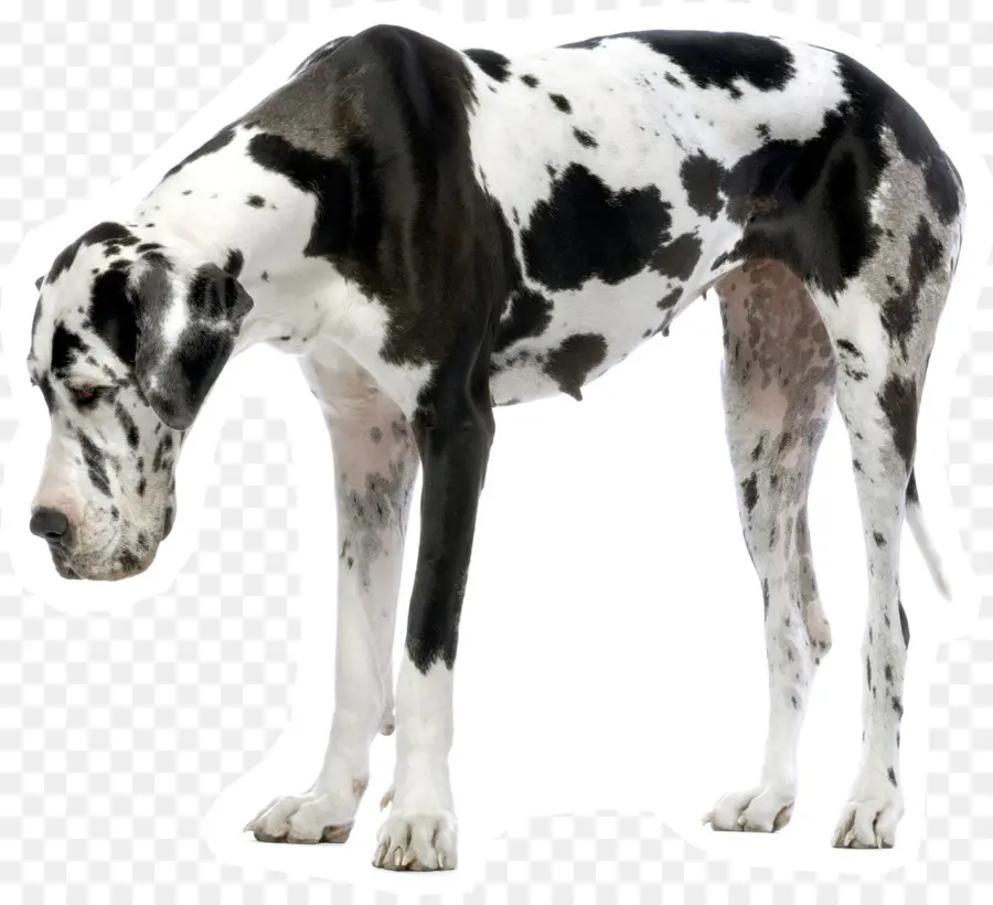 Gran Danés，Cachorro PNG