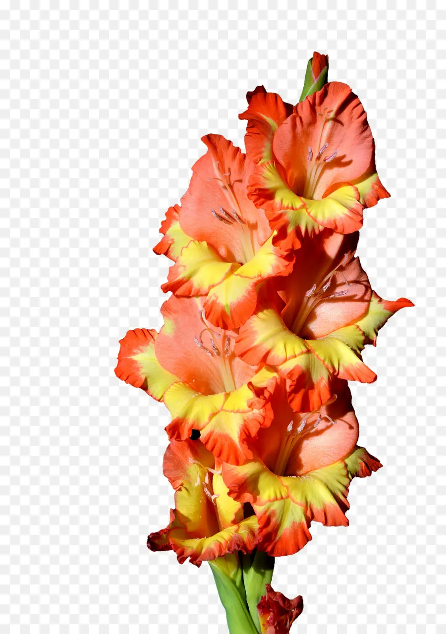 Gladiolo Naranja，Planta PNG