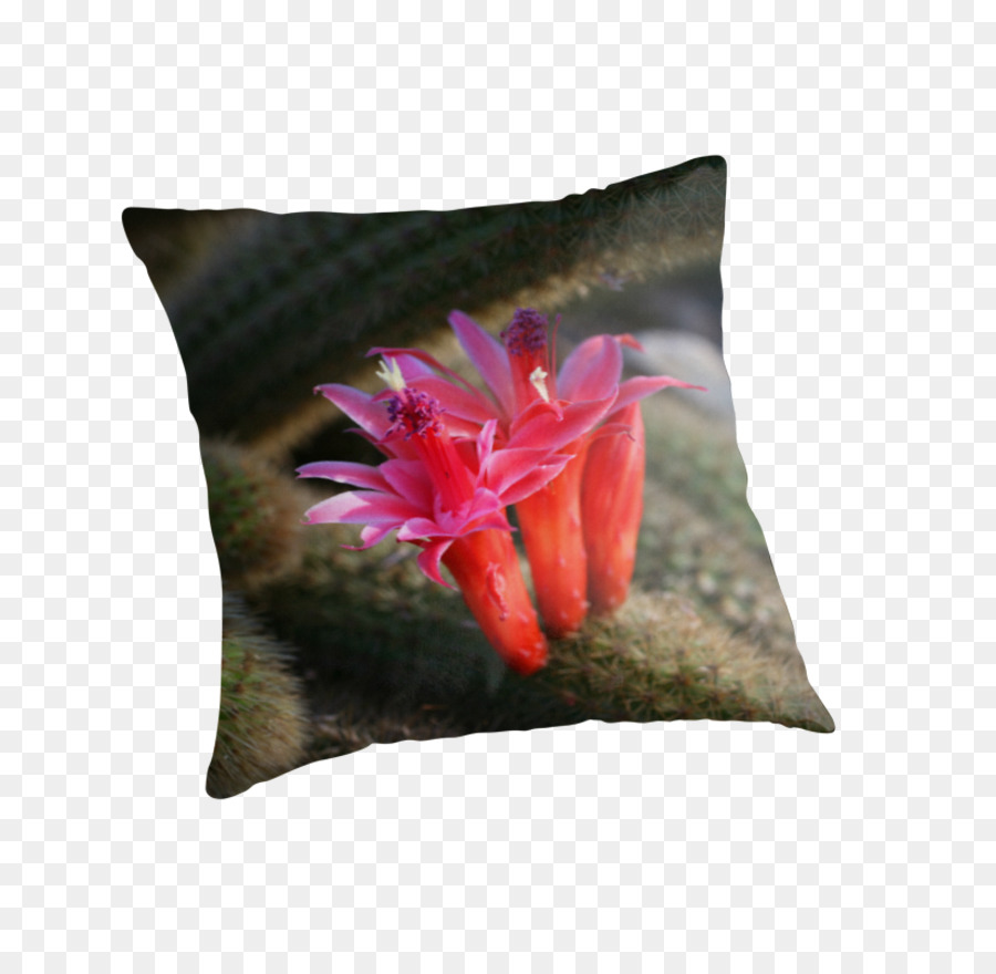 Almohadas，Cojín PNG