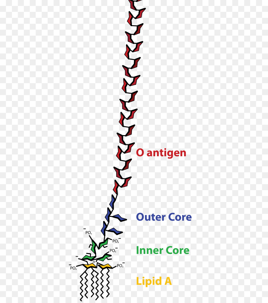 La Endotoxina，Las Bacterias PNG