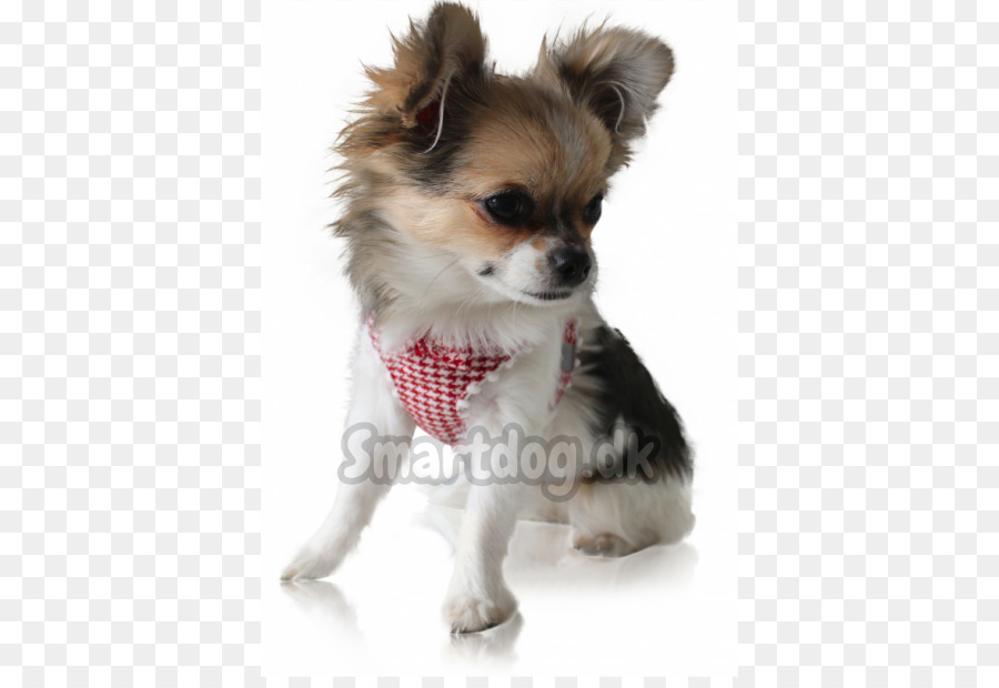 Chihuahua，Cachorro PNG