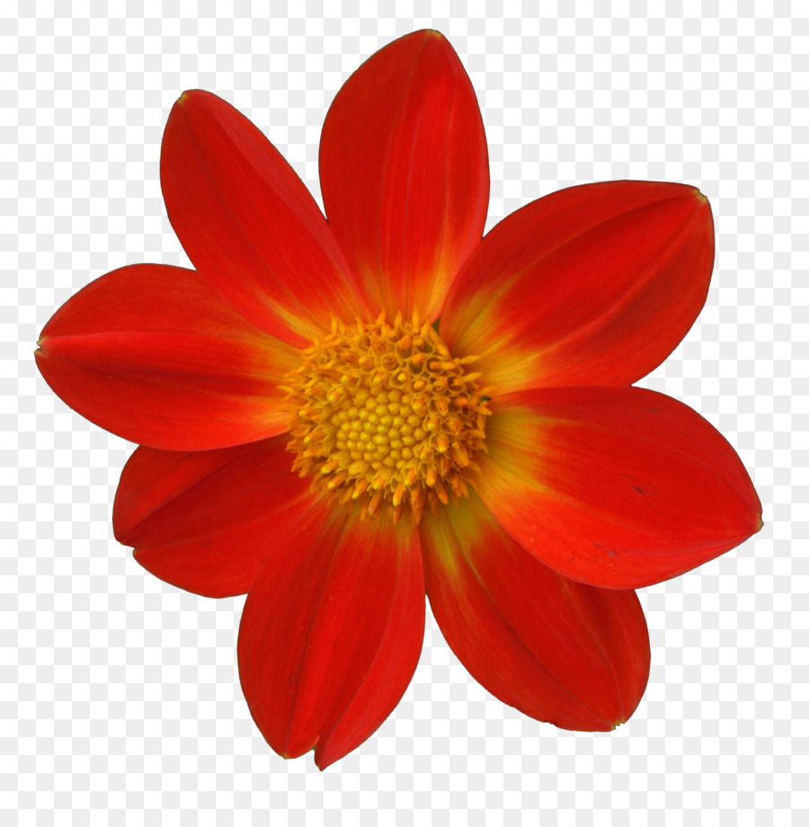 Flor，Semilla PNG