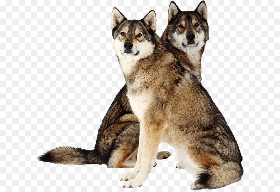 Saarloos Lobo，Tamaskan Perro PNG