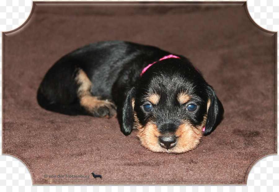 Raza De Perro，Negro Y Tan Coonhound PNG