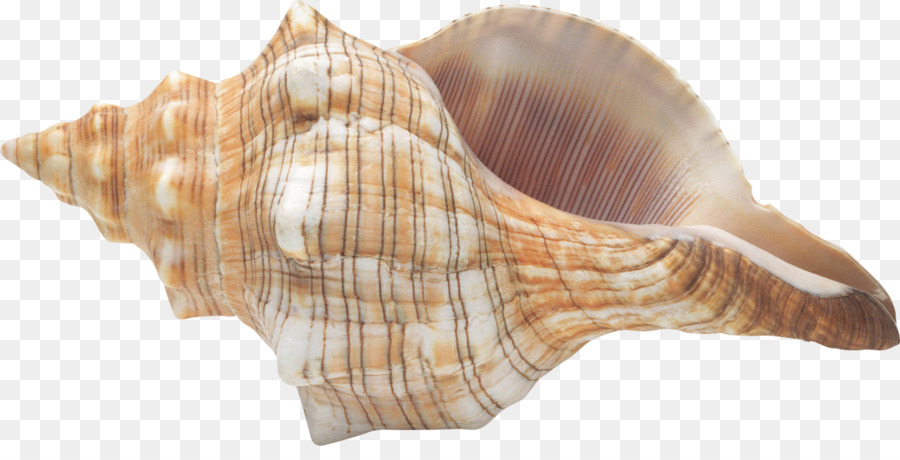 La Concha，Concha PNG