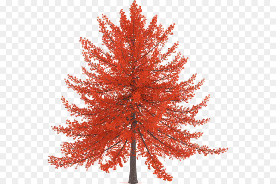 árbol Rojo，Hojas PNG