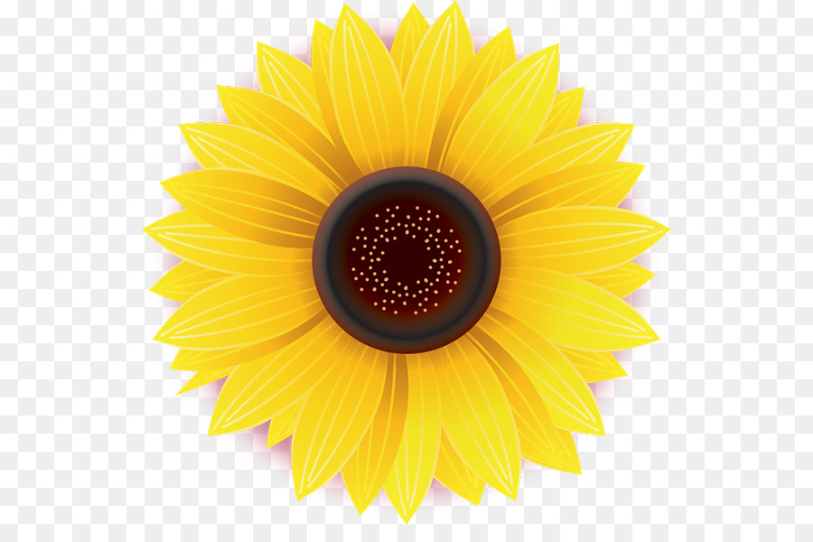 Girasol Amarillo，Planta PNG