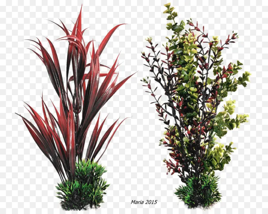 Farbatlas Plantas Ornamentales Y Cultivos，Aquarienpflanze PNG