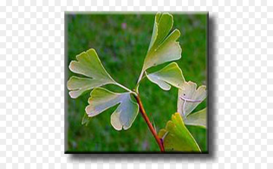 Hoja，árbol PNG