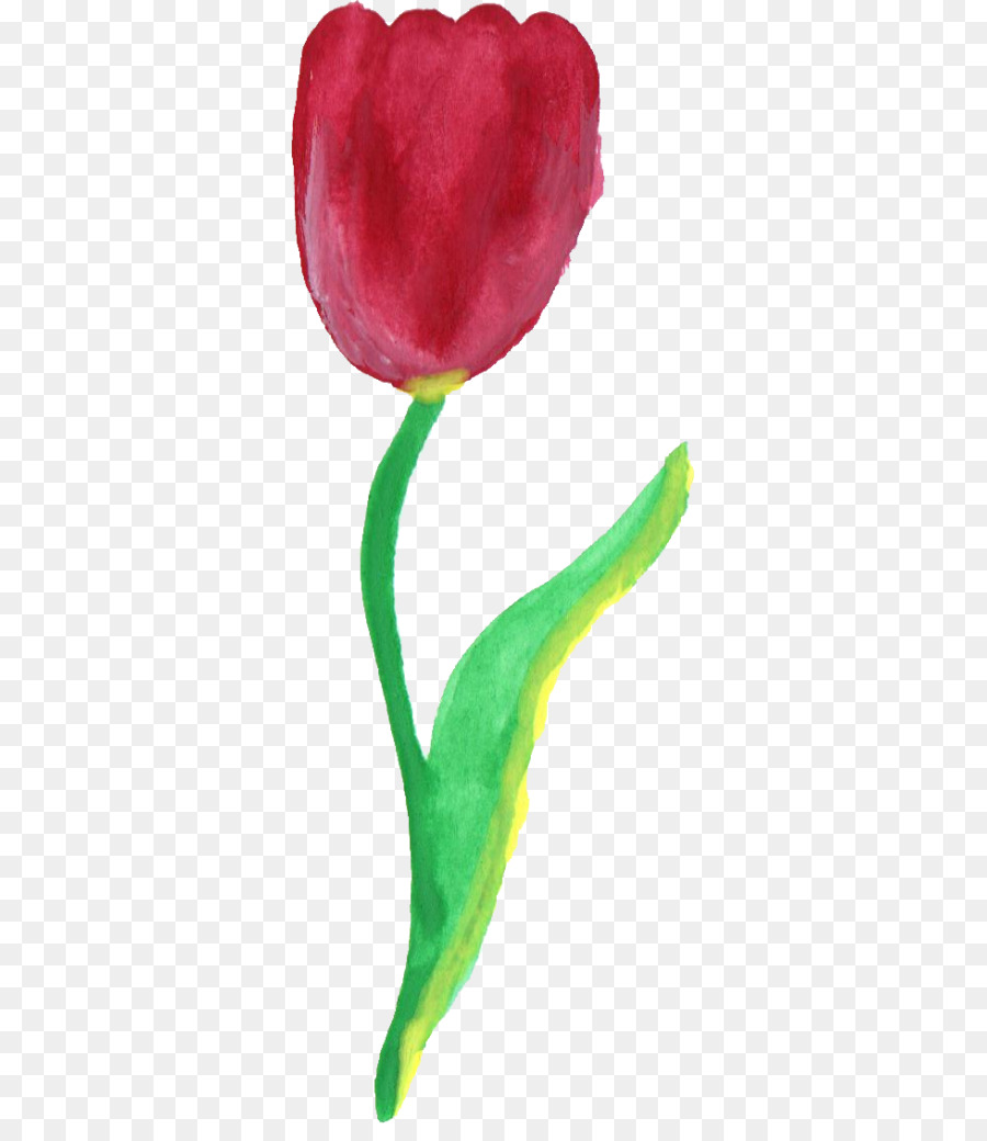 Tulip，Pétalo PNG