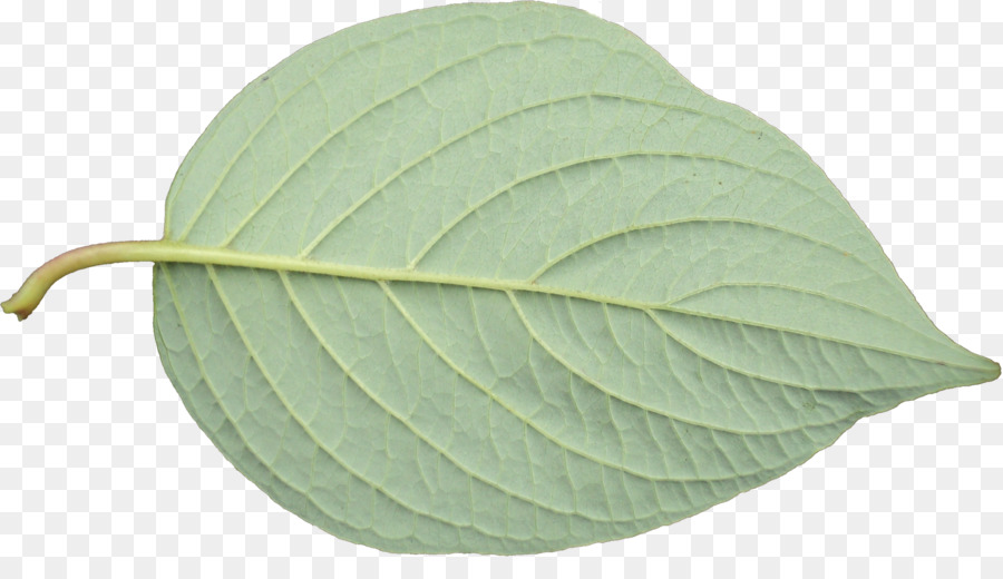 Hoja，Planta PNG