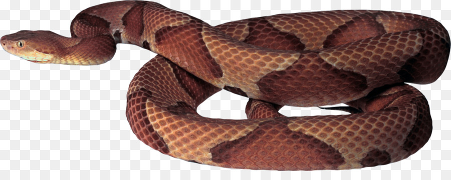 Serpiente，Serpiente Marrón Oriental PNG