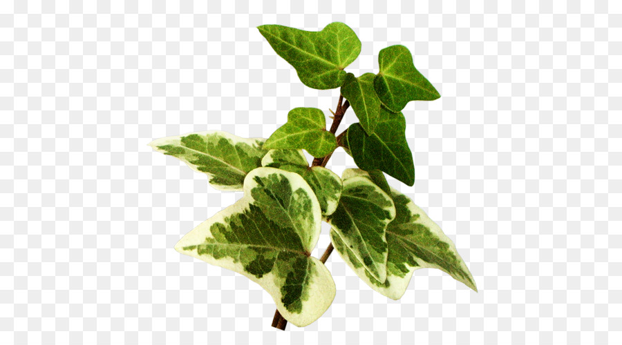 Vegetal De Hoja，Hoja PNG