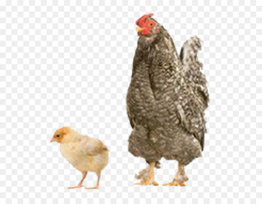 Pollo Y Pollito，Gallina PNG