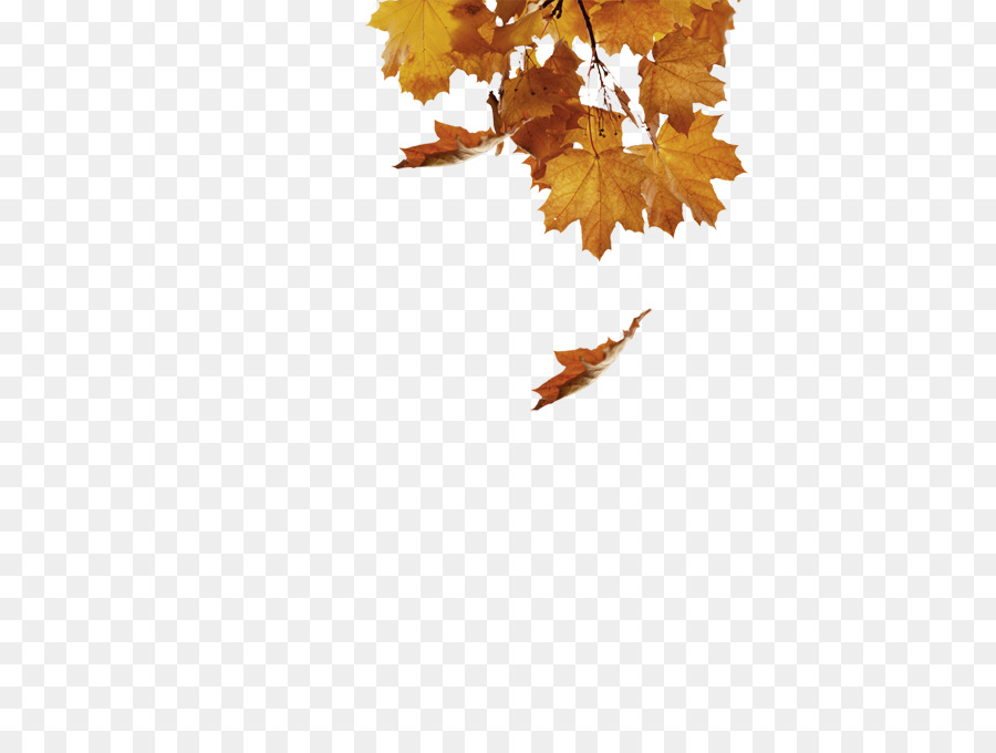 Hojas De Otoño，Caer PNG