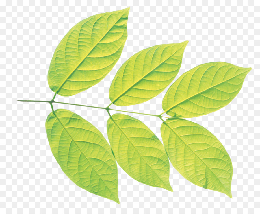 Hojas Verdes，Planta PNG