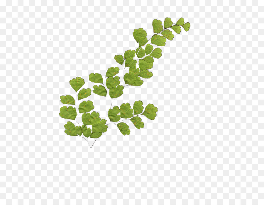 Hoja Vegetal，Verde PNG