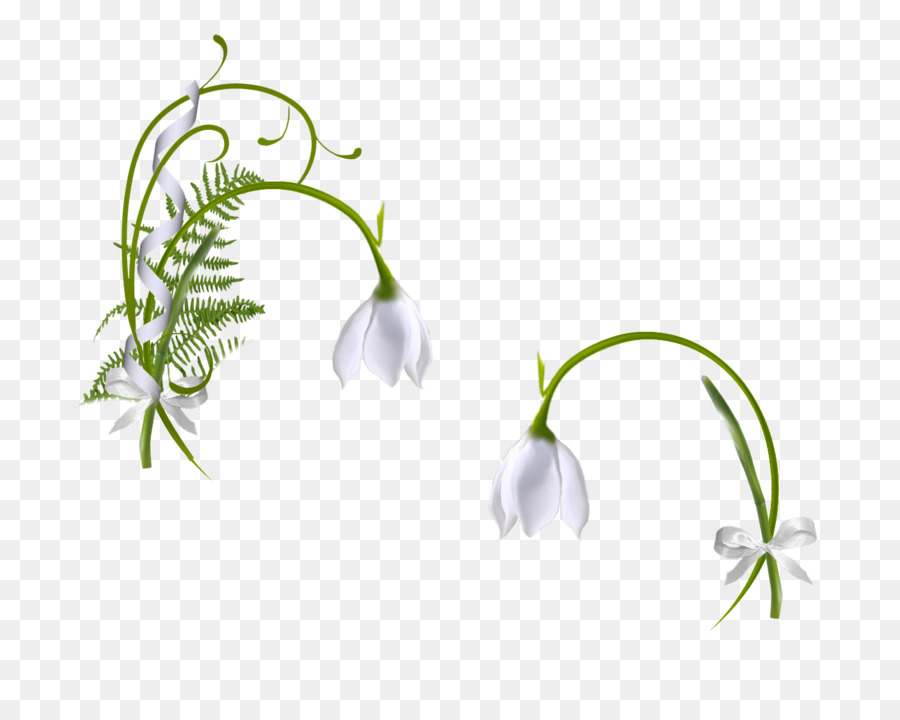 Planta Ornamental，Campanilla De Invierno PNG