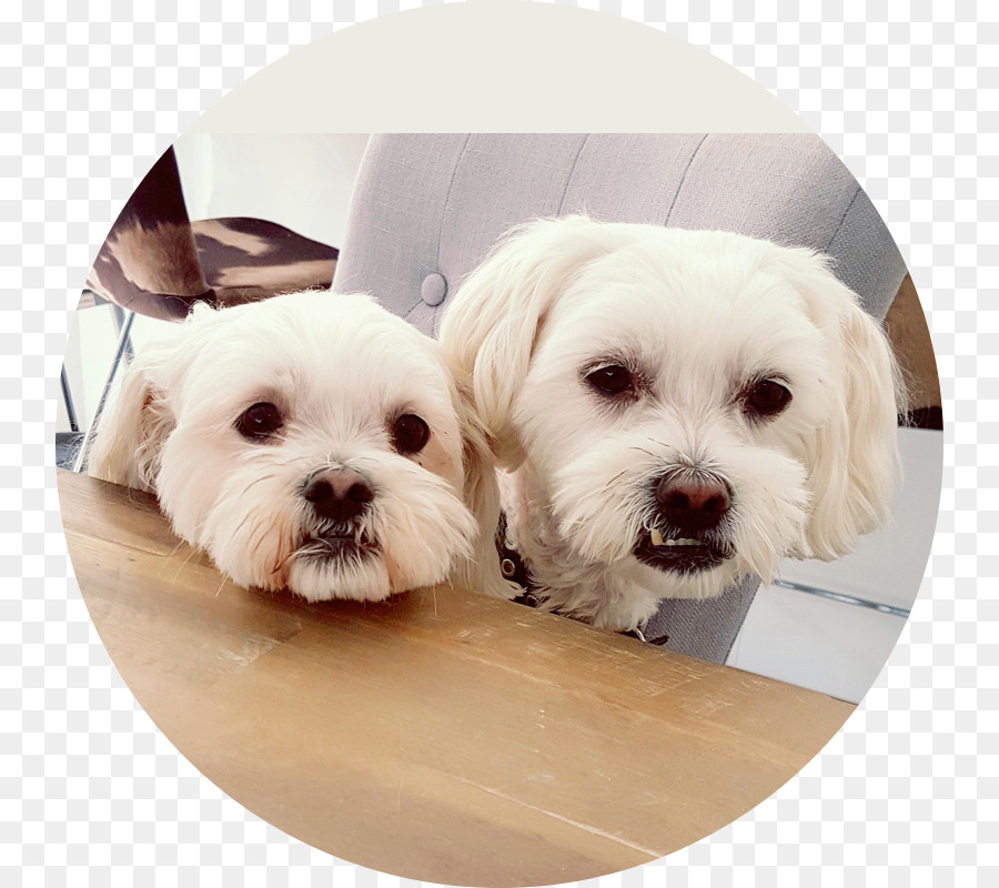 Perro Maltés，Havanese Perro PNG