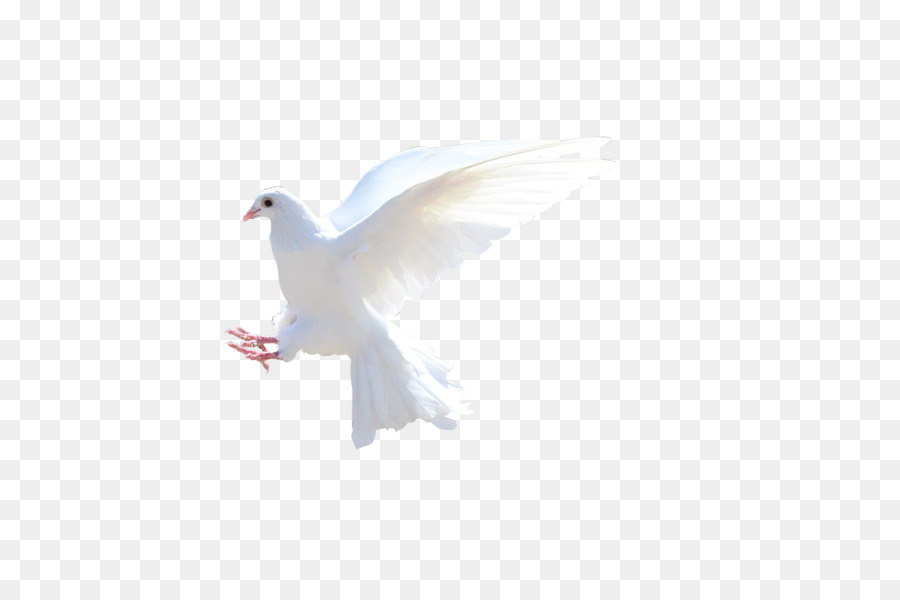 Palomas Blancas，Vuelo PNG