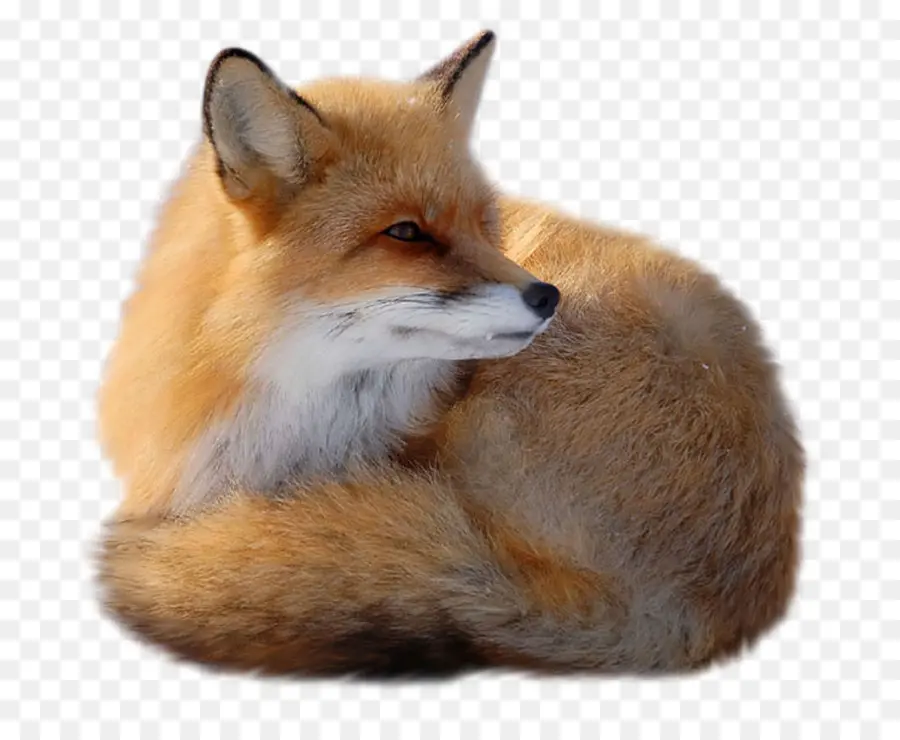 Zorro Rojo，Fox PNG