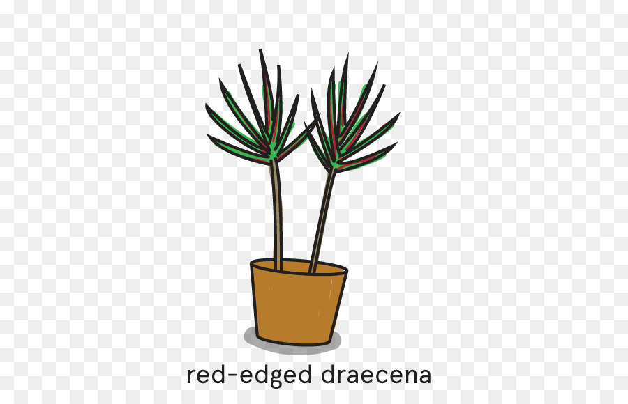 Arecaceae，Planta De Interior PNG