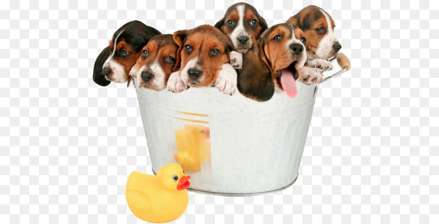 Beagle，Cachorro PNG