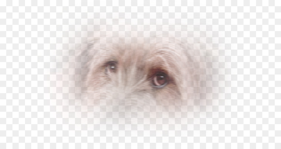 Schnoodle，Glen PNG