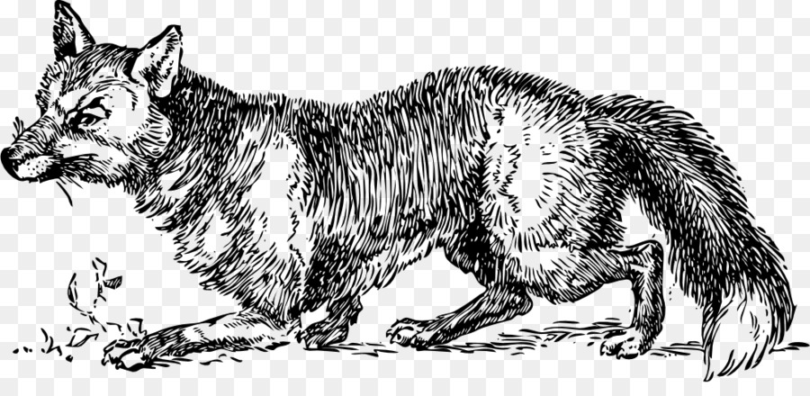 Lobo Dibujo，Canino PNG