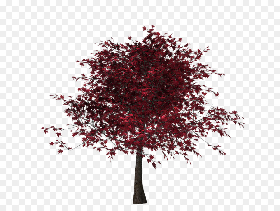 árbol Rojo，Hojas PNG